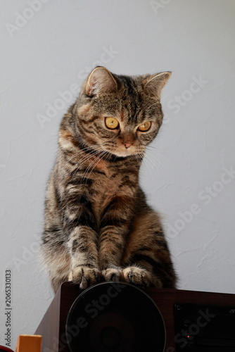 標的を見つけた猫の表情