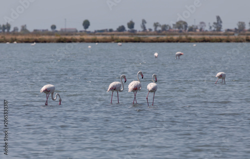 Greater flamingo (Phoenicopterus roseus) in salt lakes Missolonghi (Aetolia-Acarnania Prefecture, Greece)