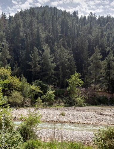 A small mountain river in the forest