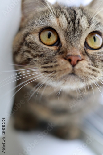目が綺麗なブリティッシュショートヘアーの猫