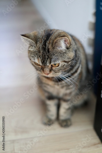 一点を見つめるブリティッシュショートヘアーの猫