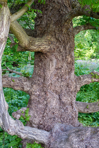 Pterocarya fraxinifolia Kaukasische Flügelnuss Detail Stamm