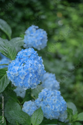 Blue Hydrangea Flowers in Japanese Garden, Rainy Season