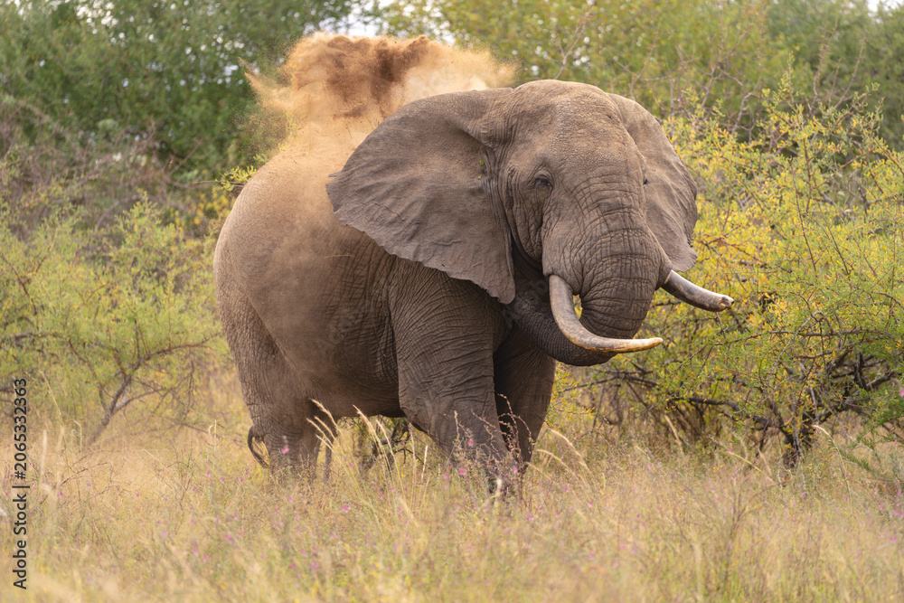 Fototapeta premium African bush elephant throwing dust over back