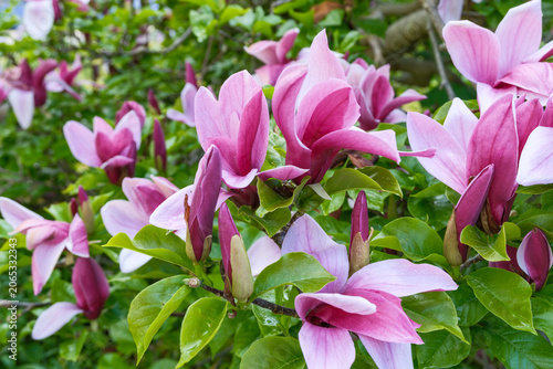 Magnolia liliiflora Nigra Detail Blüte