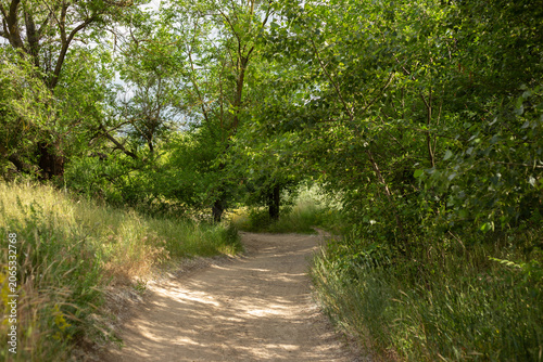 path in the forest