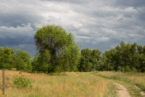 tree in the field