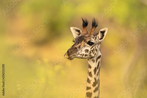 Canvas Print Close-up of female Masai giraffe with catchlight