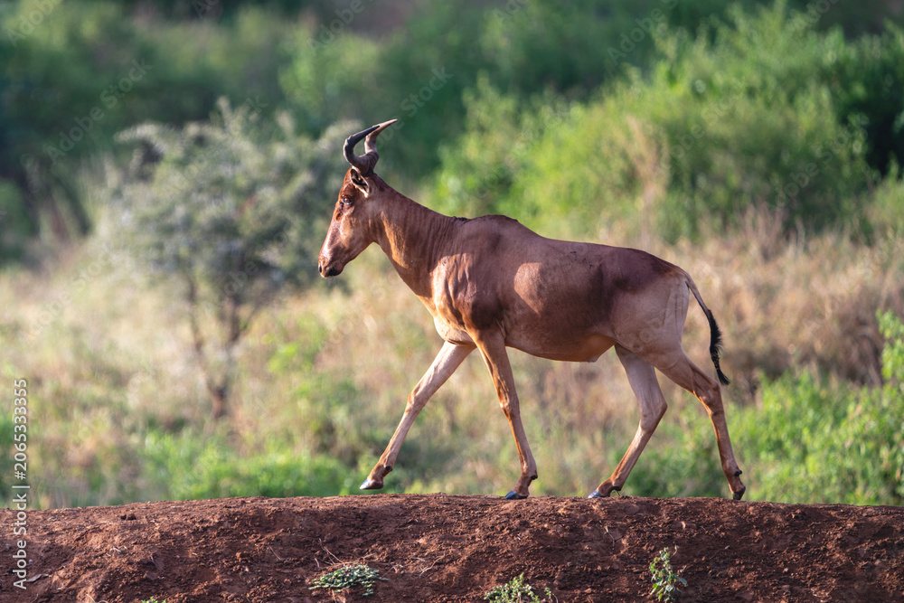 Wall Mural Coke hartebeest with catchlight crosses earth bank
