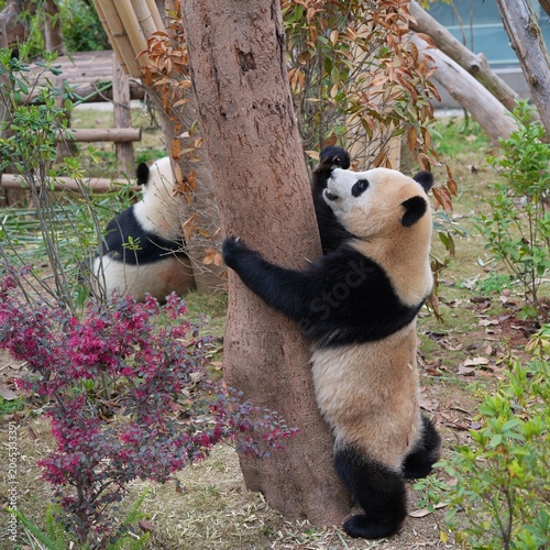 giant panda hugging tree in ints natural habitat, cute cute panda standing on two feet in the afternoon
