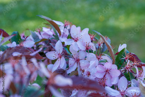 Malus-Hybride Royal Raindrops Detail Blüte