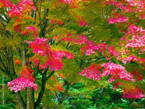 真っ赤な紅葉　山梨県