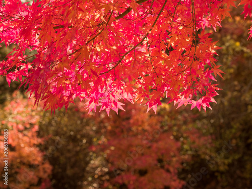 真っ赤な紅葉　山梨県