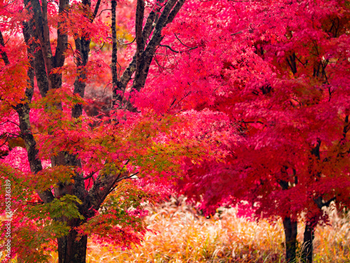 真っ赤な紅葉　山梨県