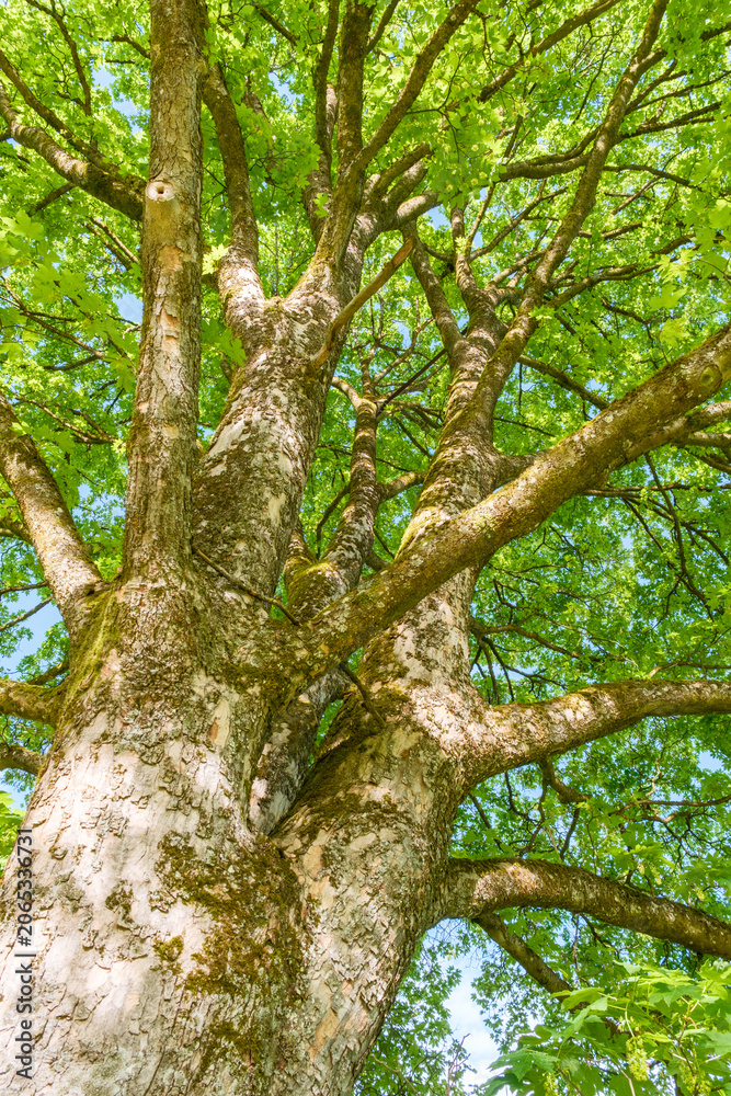 Fototapeta premium Acer pseudoplatanus Berg-Ahorn Krone