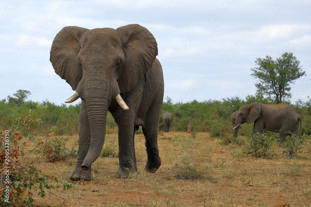 Fototapeta premium Afrikanischer Elefant / African elephant / Loxodonta africana