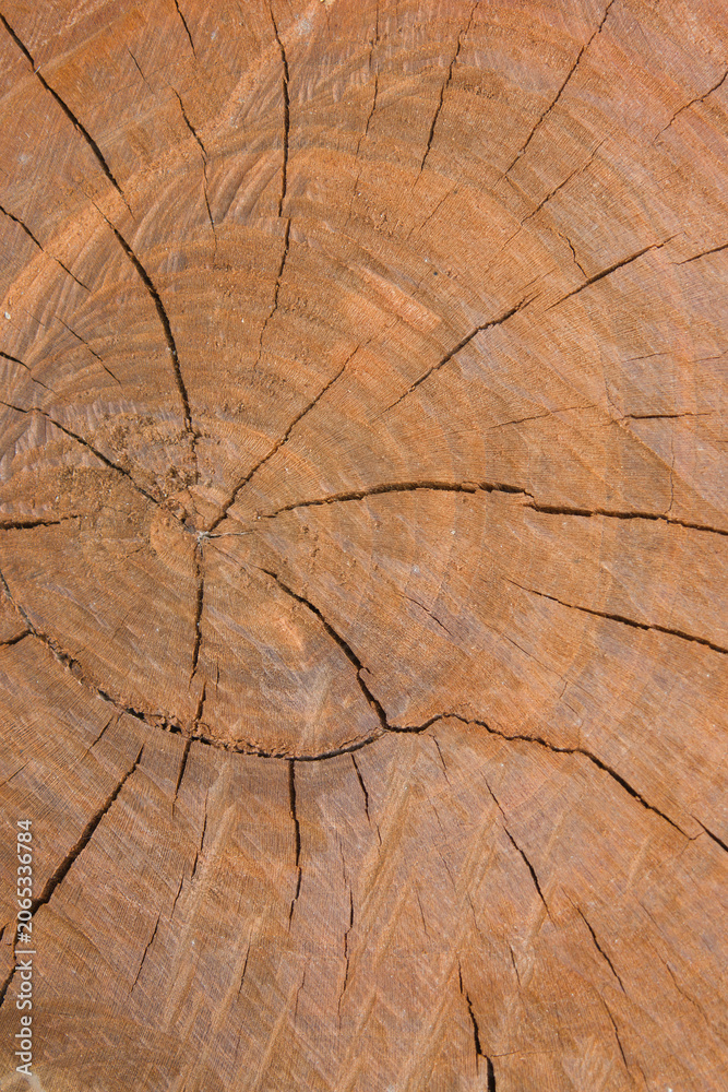 Fototapeta premium old wood texture
