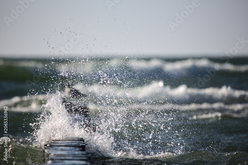 Fotografie birds sitting on the breakwater beyond the wave