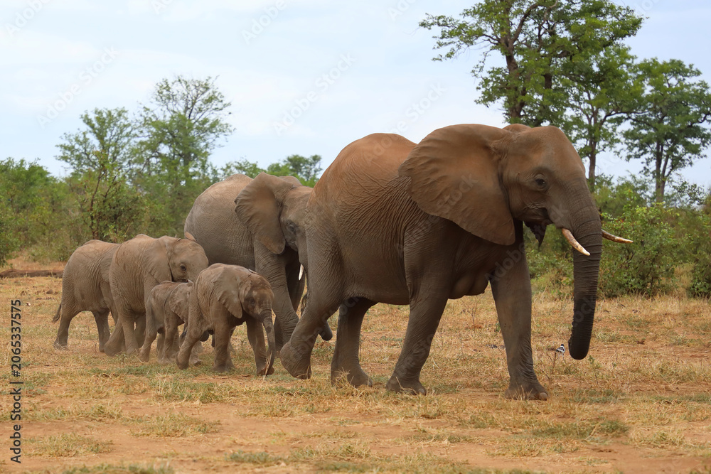 Fototapeta premium Afrikanischer Elefant / African elephant / Loxodonta africana