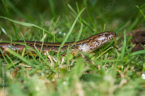 Foto Close up of a common skink, Oligosoma polychroma, also known as the northern gra