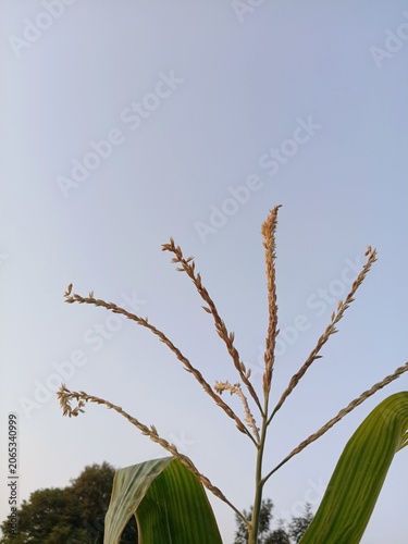 Corn tassel branch silhouette, Zea mays inflorescence at dusk, Agriculture crop close up