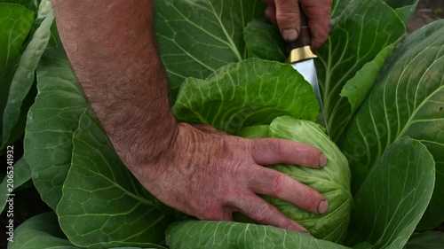 Green cabbage head Brassica oleracea cut by farmer's hands with knife close up, harvesting ripe organic crop grown in agricultural garden soil on a local eco farm during soft evening light.