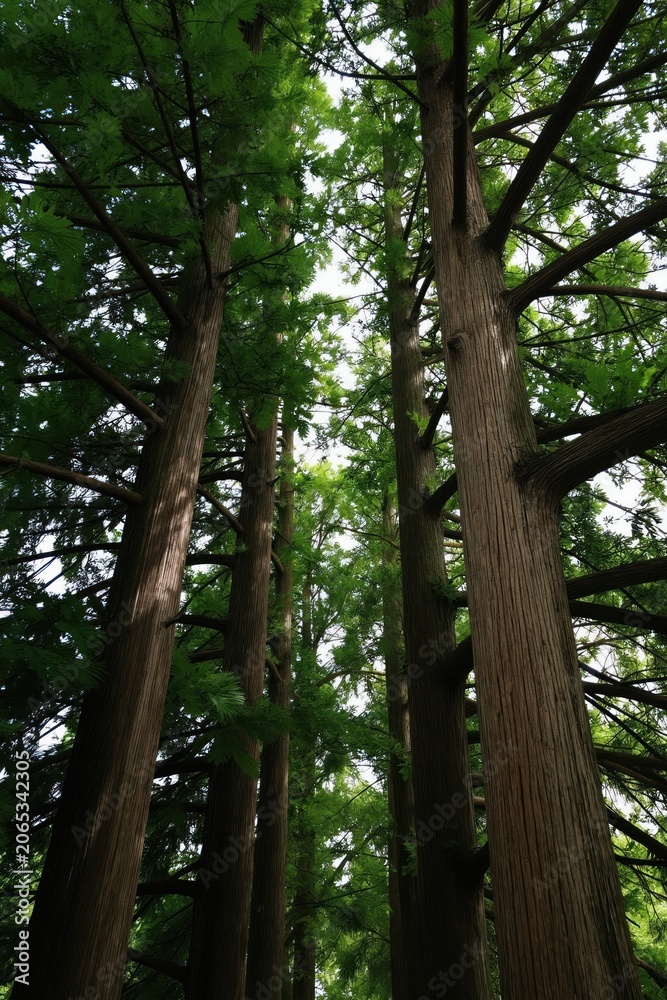 Fototapeta premium Tall trees reach skyward in sunlit forest. Green leaves and branches form canopy overhead. Natural woodland scene offers peaceful outdoor ambiance.
