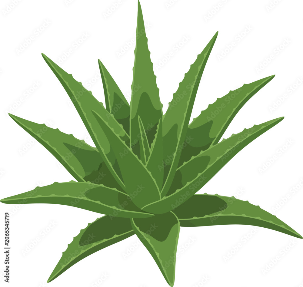 Fototapeta premium Vibrant Aloe Vera Plant with Sharp, Pointed Leaves.