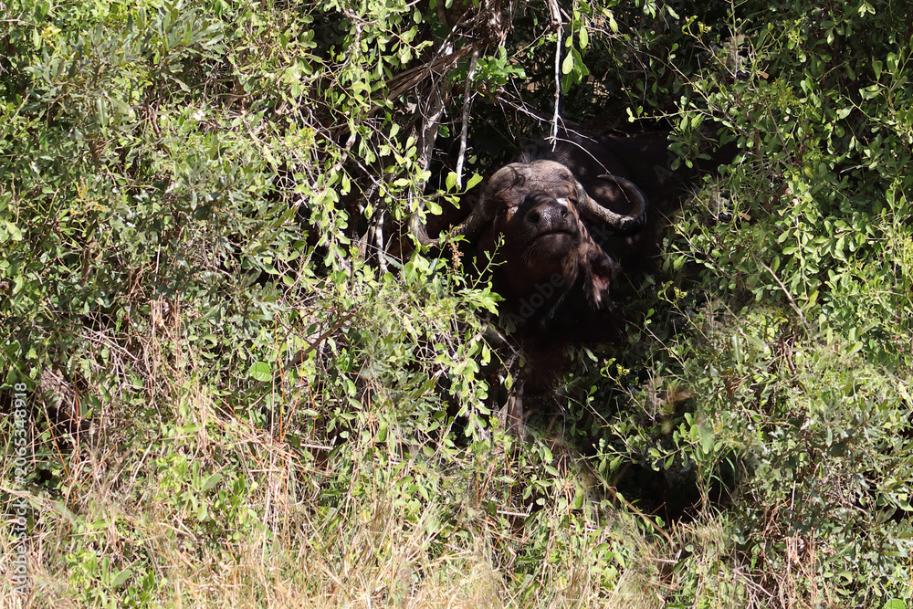 Fototapeta premium Kaffernbüffel / African buffalo / Syncerus caffer