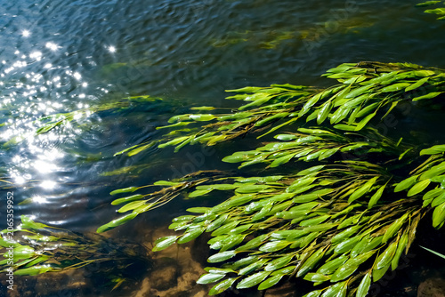 Bild auf Leinwand Green aquatic plants swaying beneath sparkling sunlight on a clear stream
