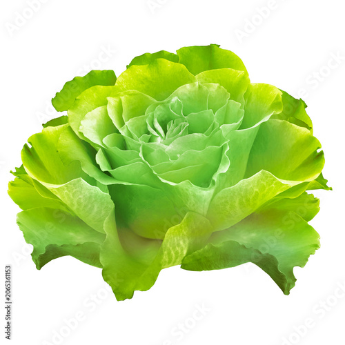 Rose.  Flower on    isolated background with clipping path. Close-up. no shadows. Nature.
