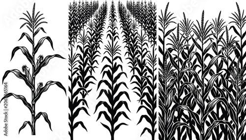 Canvastavla Black silhouette illustrations of corn plants and agricultural maize field scene