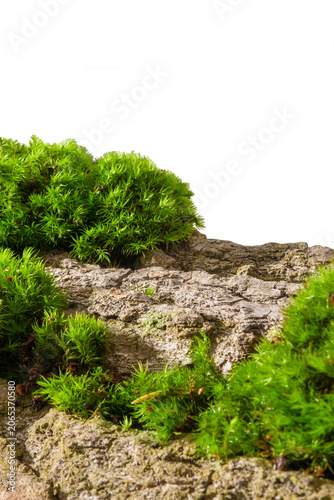 Eco Cosmetic Background With Green Moss and Tree Bark on Transparent Background