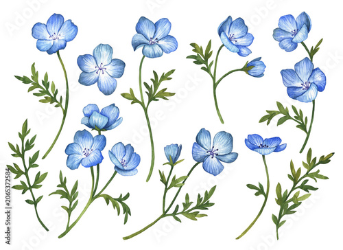 Foto Set of watercolor blue flowers, illustration of Nemophila (Baby Blue Eyes) isolated on white background, hand drawn floral elements for greeting cards and invitations
