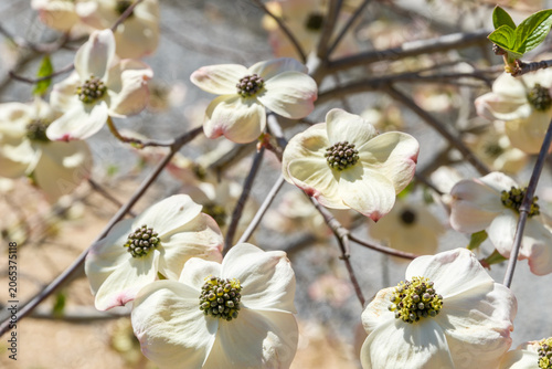 Cornus florida Detsail Blüte