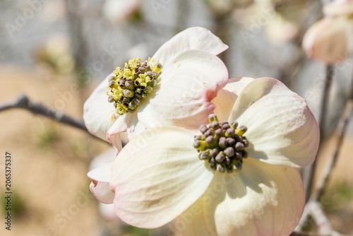 Cornus florida Detail Blüte