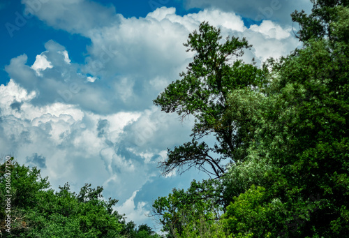 Trees against the background of a summer cloudy sky.