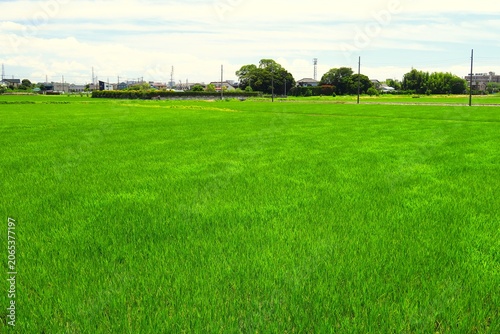 初夏の風に吹かれる朝の首都圏近郊の青田風景