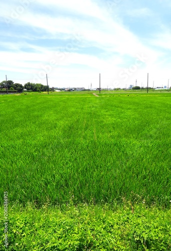 初夏の風に吹かれる朝の首都圏近郊の青田風景