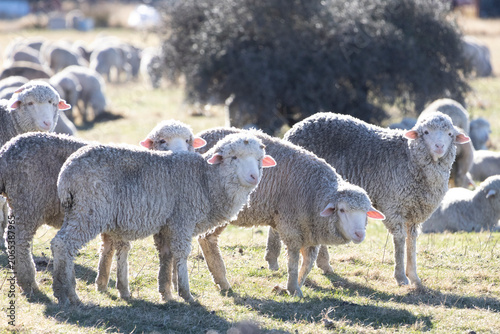 A flock of sheep in the sunlight