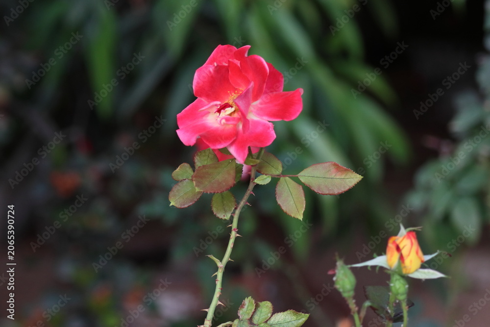 Obraz premium Red rose in the garden, Thailand. (Rosa chinensis)