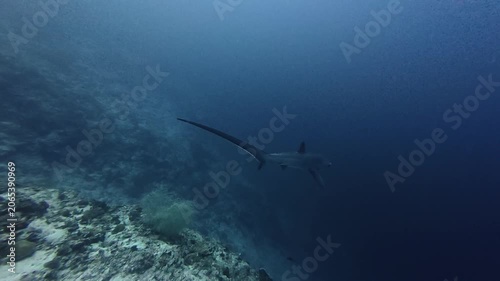 2026.06.04 Thresher Shark at Kimud Shoal, Malapascua, Philippins2