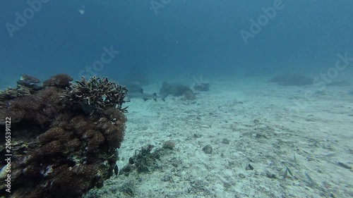 2026.06.04 Whitetip Shark at Monad Shoal, Malapascua, Philippins