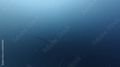 2026.06.04 Thresher Shark at Kimud Shoal, Malapascua, Philippins3