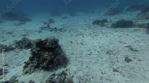 2026.06.04 Whitetip Shark at Monad Shoal, Malapascua, Philippins2