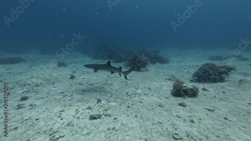 2026.06.04 Whitetip Shark at Monad Shoal, Malapascua, Philippins4