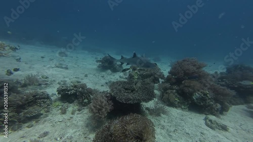 2026.06.04 Whitetip Shark at Monad Shoal, Malapascua, Philippins6