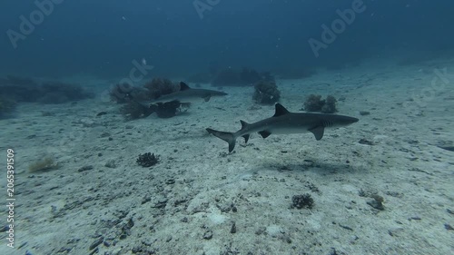 2026.06.04 Whitetip Shark at Monad Shoal, Malapascua, Philippins8