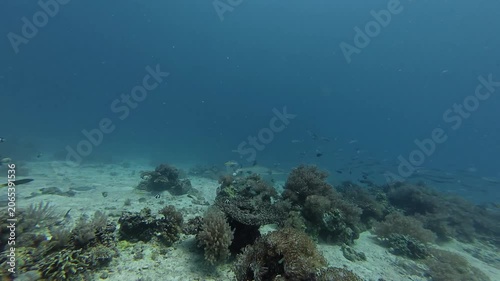 2026.06.04 Whitetip Shark at Monad Shoal, Malapascua, Philippins9