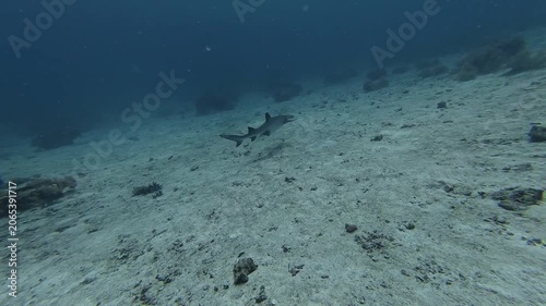 2026.06.04 Whitetip Shark at Monad Shoal, Malapascua, Philippins11